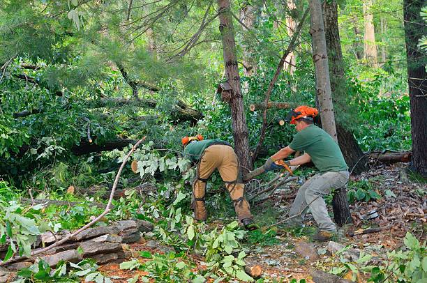 How Our Tree Care Process Works  in  Sparks, NV