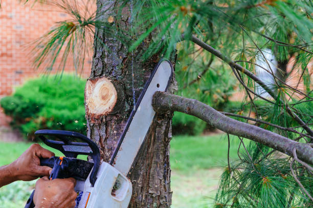 Best Arborist Consultation Services  in Sparks, NV